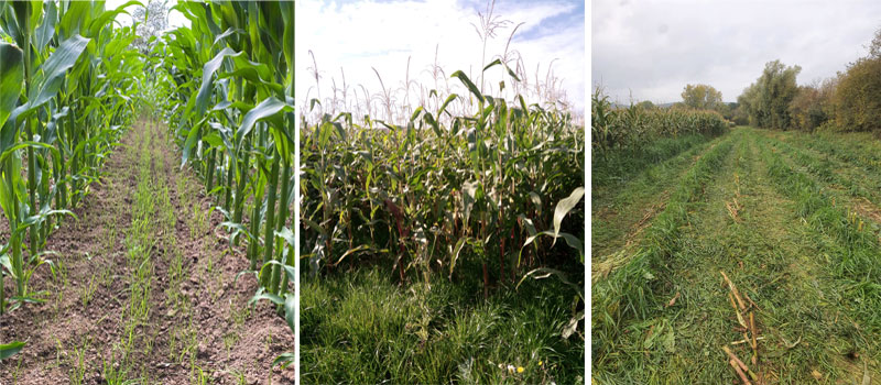 NFM underplanted maize at new growth, maturity and after harvesting