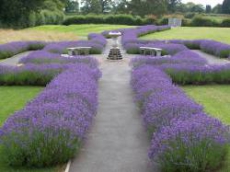 Photo of the Garden of Reflection at Hereford Crematorium
