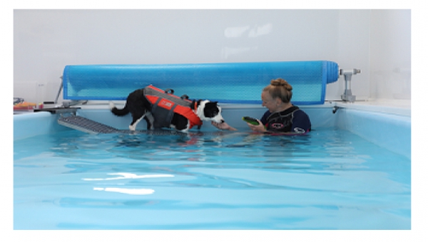 Image of dog in hydrotherapy pool