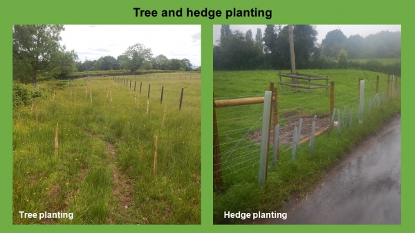 NFM tree and hedgeway planting