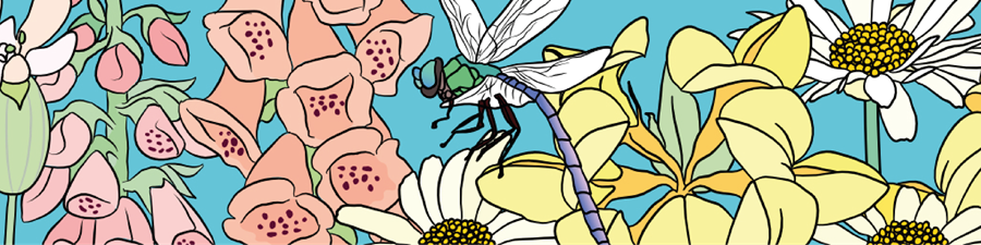 Foxgloves and dragonfly by Graphic Rewilding