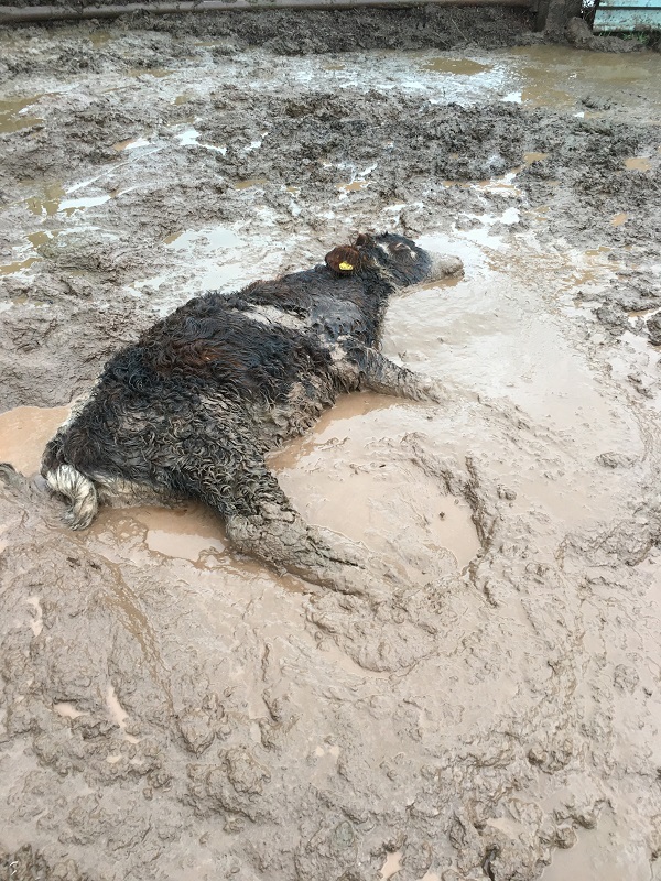 Image of a calf stuck in mud