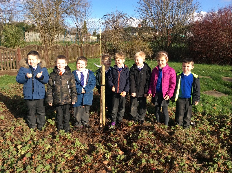 A Year 1 class at Our Lady’s Primary School, Hereford, planting one of their five new trees.