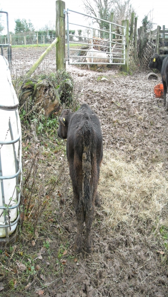 An emaciated cow