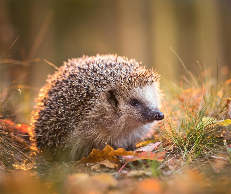 Image of a hedgehog
