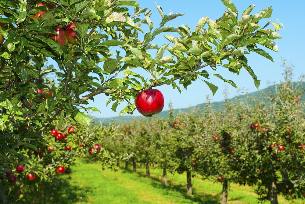 Apple in orchard