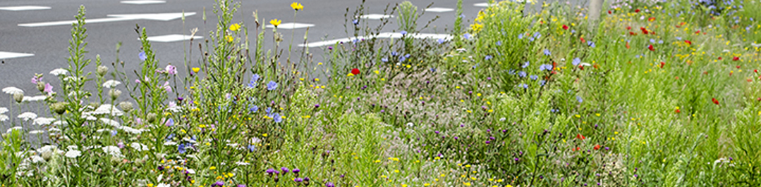 Wildflower verge