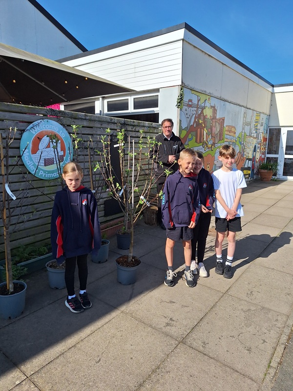 Apple tree arrival at madley school