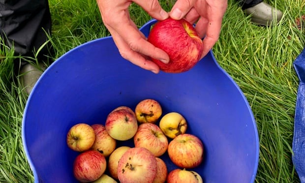 Apples in a blue bucket