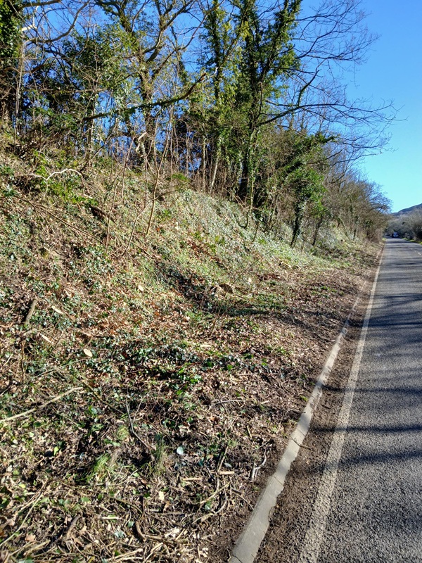 Ash Dieback
