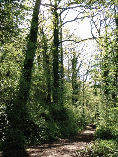 Capler view of woods