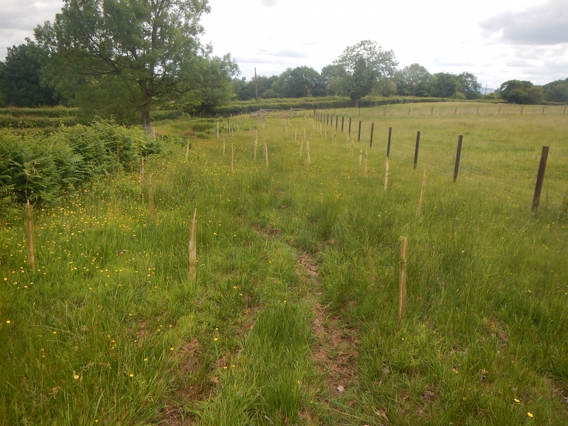 Trees planted at Jamie's Farm