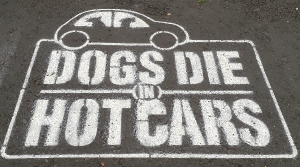 Don't leave your dog to die