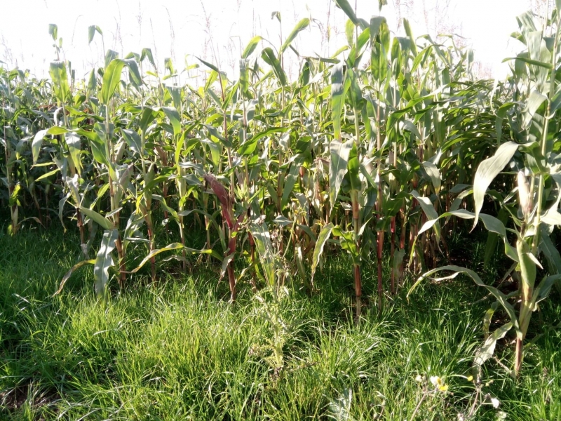 Maize undersown with grass at Ewkin Livestock