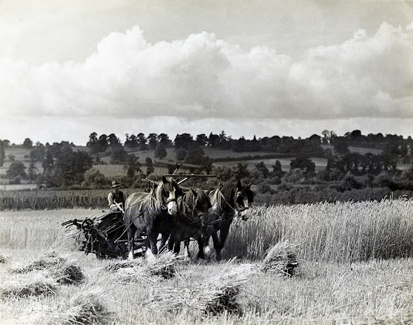 Harvesting, Lugg Valley, library, local studies