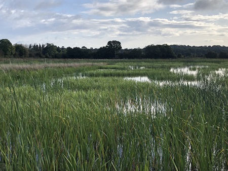 Luston at the start of autumn 2023 as plants continue to thrive in the wetland cells