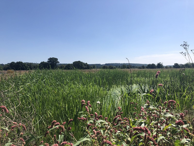 Luston wetlands site