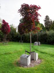 Memorial tree with vault and granite plaque