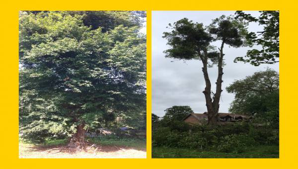 Photo of felled lime tree before and after