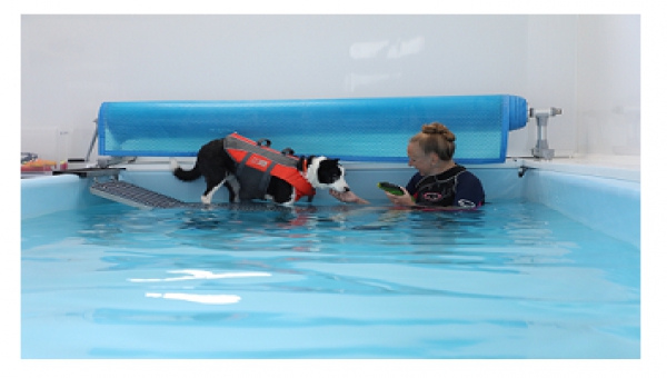 Image of dog in hydrotherapy pool