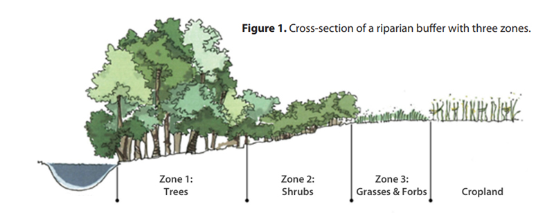 Diagram showing riparian buffer