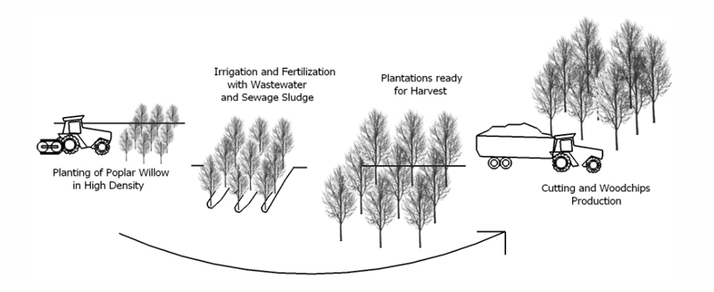 Diagram of short rotation coppice