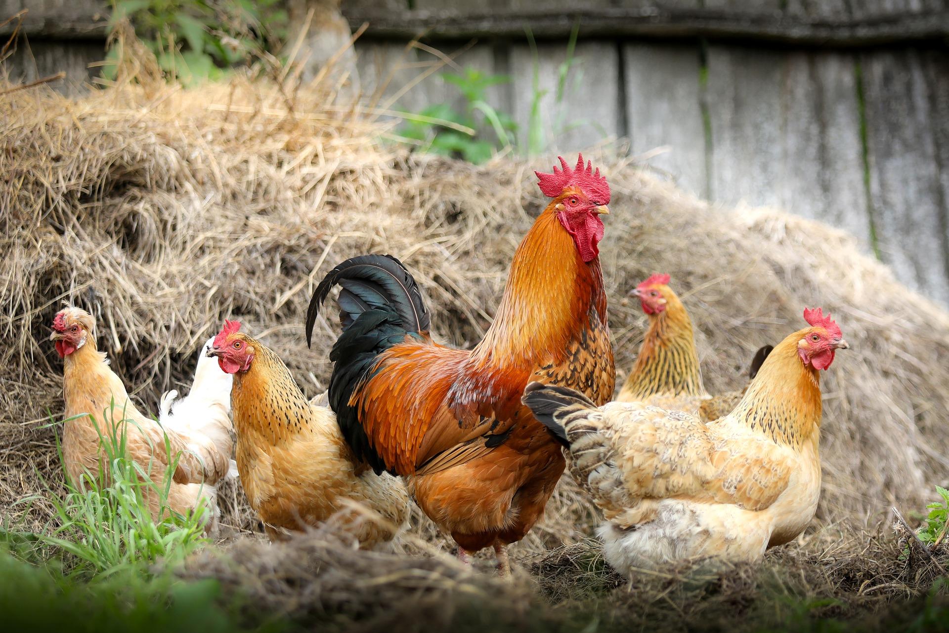 A cockerel with several chickens in a field
