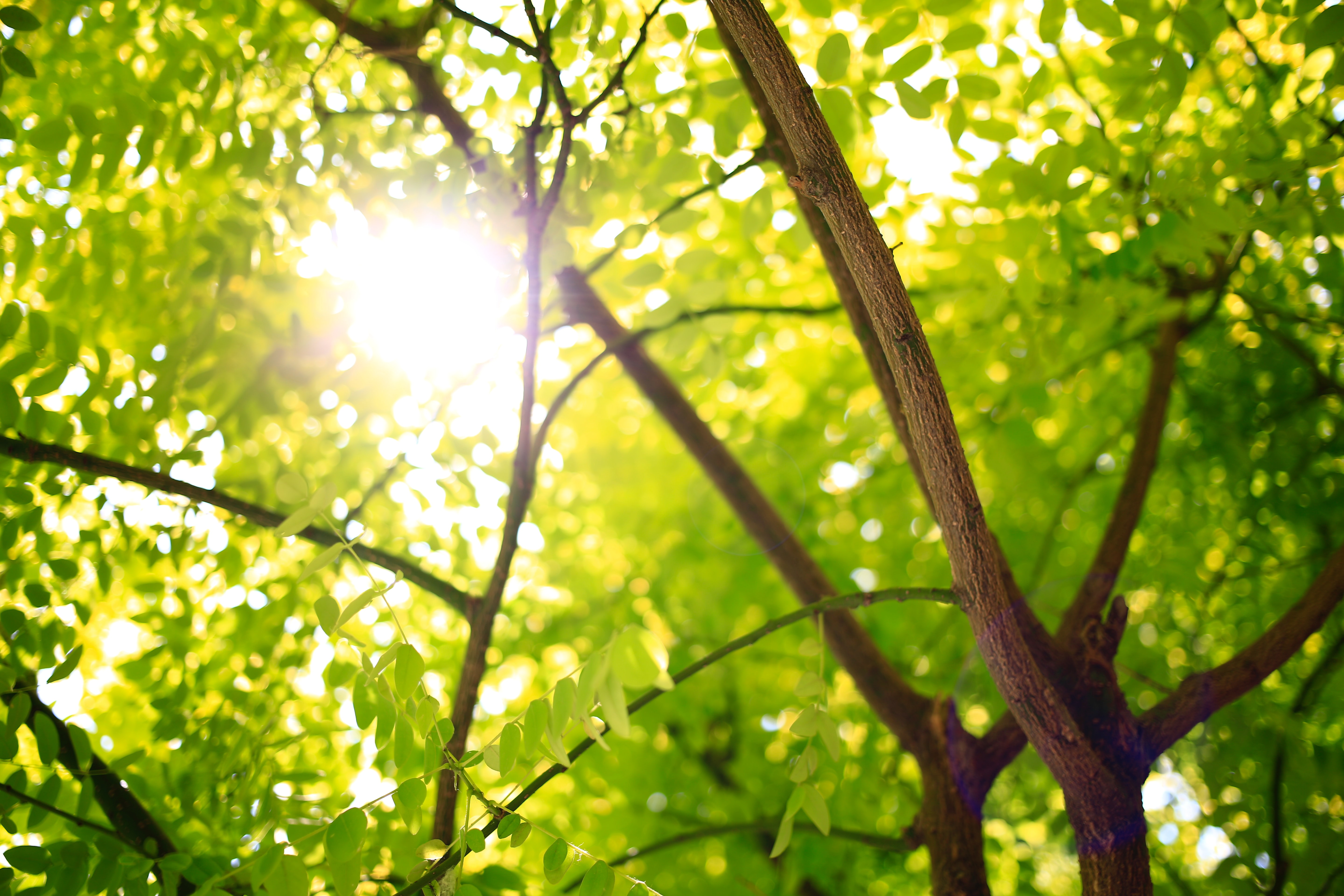 Tree Credit D jameson