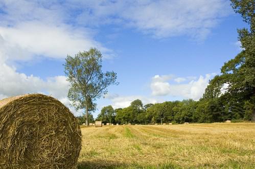 Field