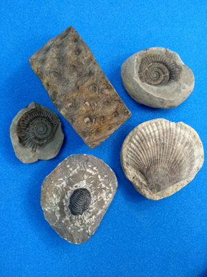 Fossils from the Museum Learning collection