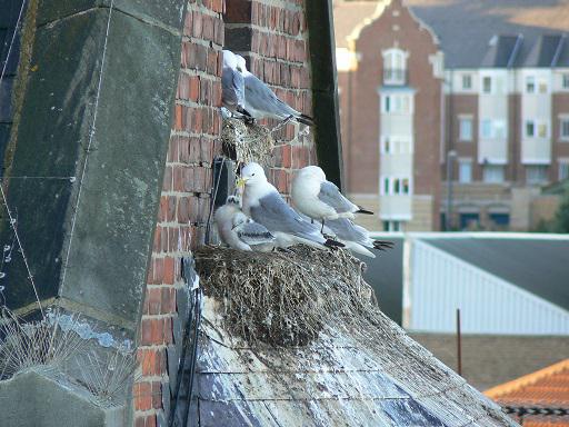 Urban gulls nesting on a roof