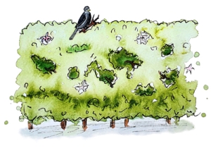 Watercolour illustration of hedgerow with bird sitting on top