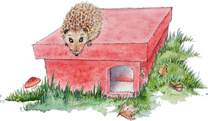 Cheeky looking hedgehog sitting on top of new hedgehog house