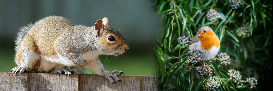 Squirrel and robin