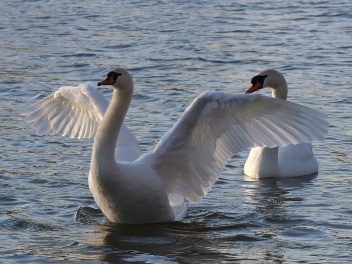 A swan stretches its wings as it sits on water